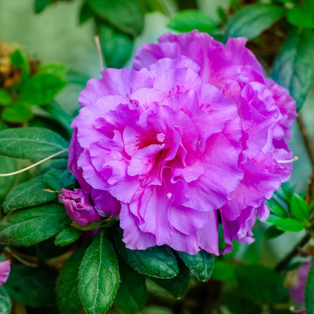 1 Gallon Shrub with Purple Ruffled Blooms B48153