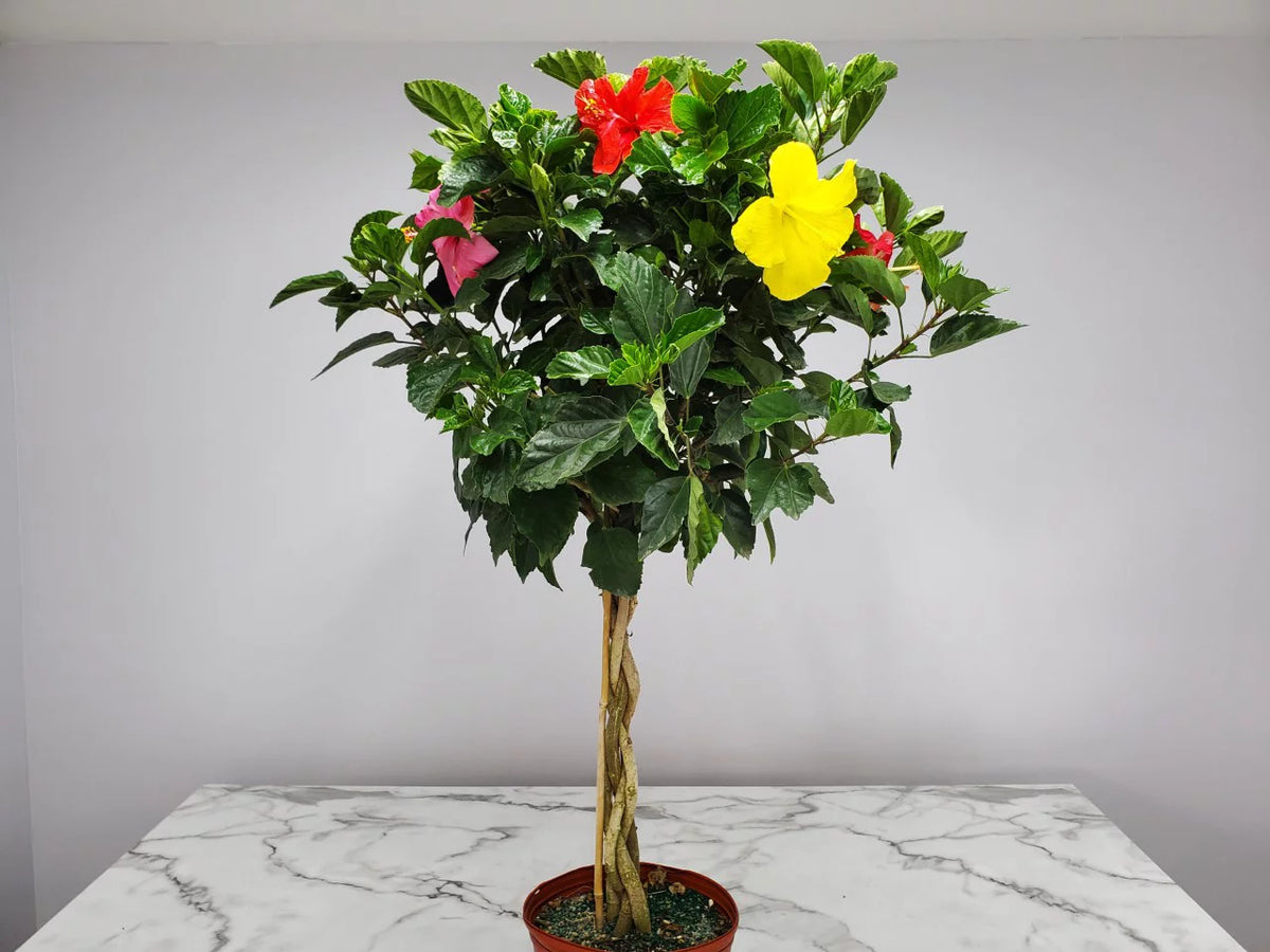 Braided Mixed Color Hibiscus Tree R659582