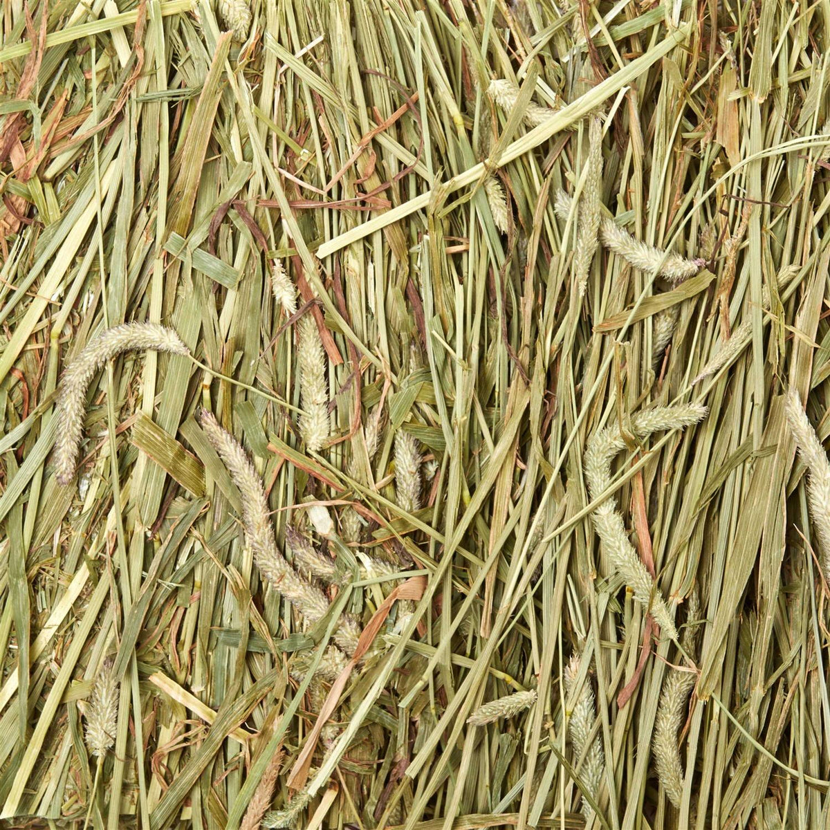 Timothy Hay J711170