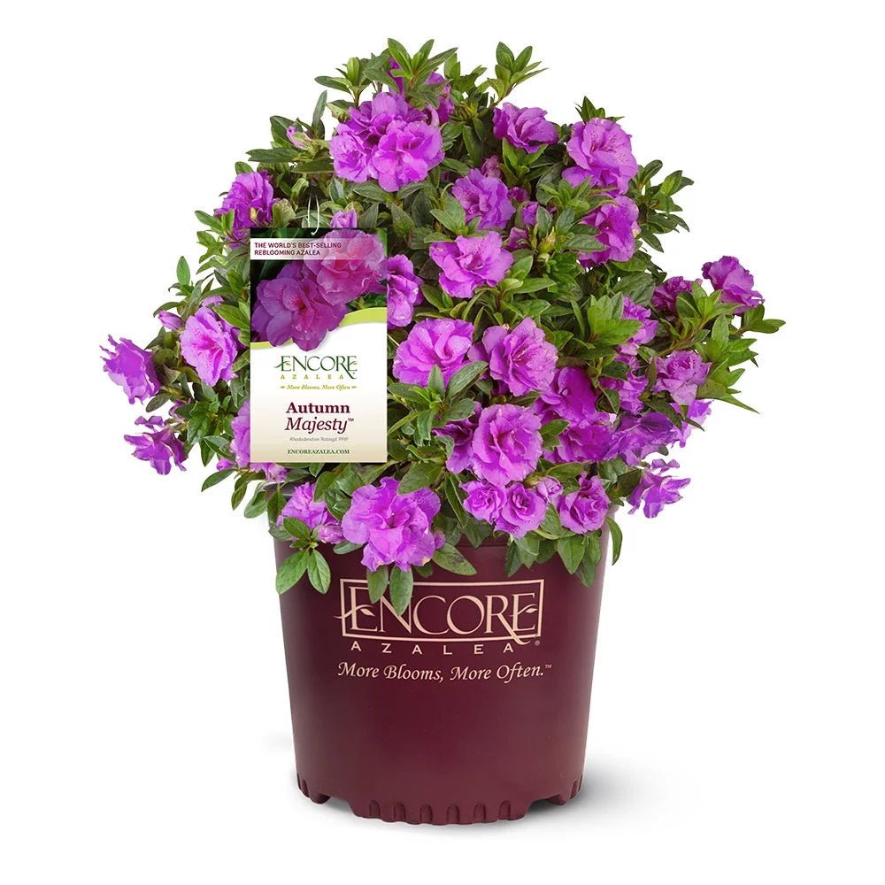 1 Gallon Shrub with Purple Ruffled Blooms B48153