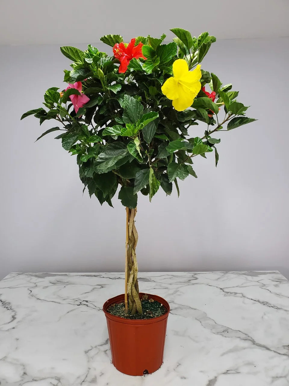 Braided Mixed Color Hibiscus Tree R659582