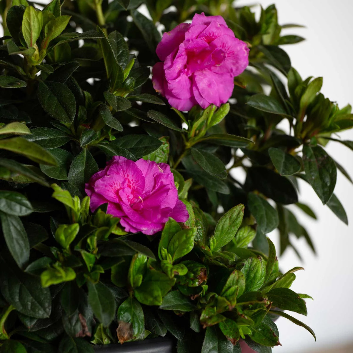 1 Gallon Shrub with Purple Ruffled Blooms B48153