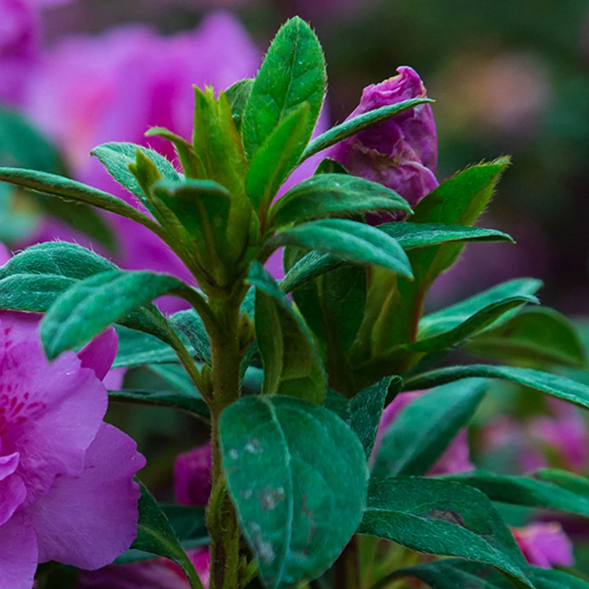 1 Gallon Shrub with Purple Ruffled Blooms B48153